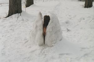 snow4